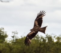 kruger eagle in flight