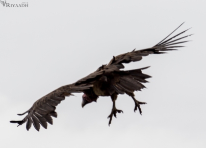 kruger vulture landing